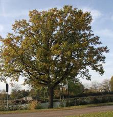 Herbststimmung-10-09 024.jpg